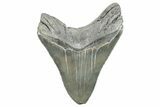 Serrated, Fossil Megalodon Tooth - South Carolina #288192-1